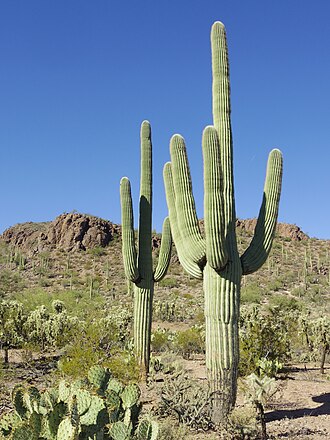 Cactus plant