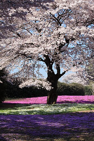 Cherry Blossom plant
