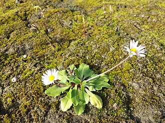 Daisy plant