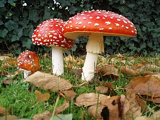 Mushroom plant