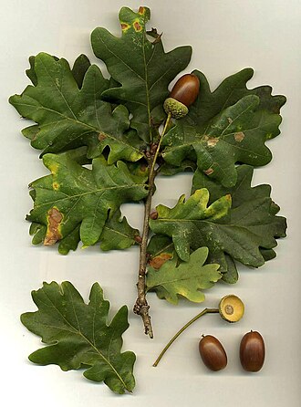 Oak Tree plant