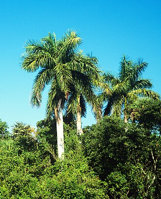 Palm Tree plant